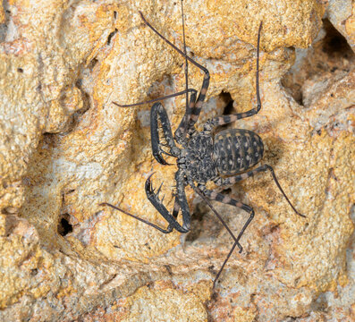 Tailless whip scorpion or giant amblypygid or Tanzanian Whipspider (Damon diadema) in a cave, Three Sister Caves; Mdenyenye cave, Kwale county, Kenya