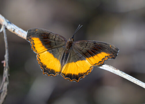 golden piper butterfly (Eurytela dryope), Kwale county, coastal Kenya.