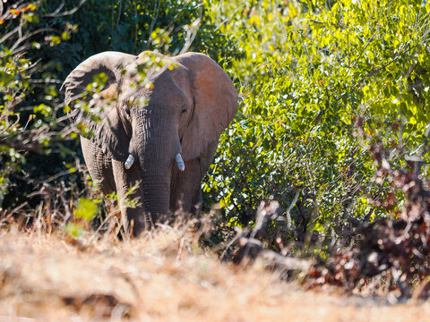 Majestic African Elephant (Loxodonta africana) emerging from dense green bush in the savanna, Kruger National Park, South Africa