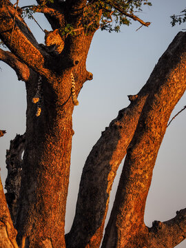 Wild African Leopard (Panthera pardus) camouflaged and resting on a large tree branch during golden hour sunset, Kruger National Park, South Africa