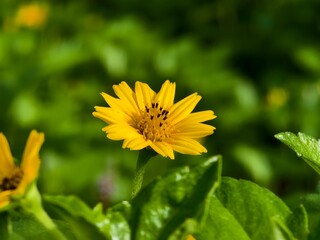 wedelia flowers in the afternoon