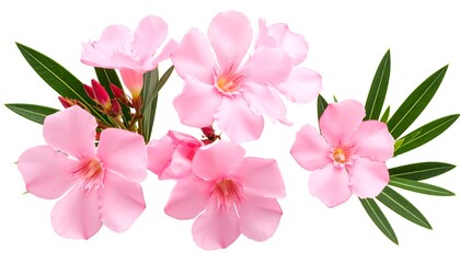 Exquisite floral arrangement: a collection of delicate pink oleander blooms