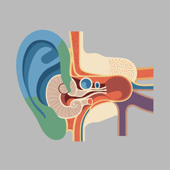 Detailed Human Ear Anatomy Cross Section Illustration for Medical Education and Health Resources