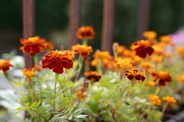 Vibrant Orange Marigold Flowers Blooming in a Sunny Balcony Planter
