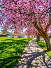Blooming pink flowers on cherry blossom trees on a tree lined suburban American street.