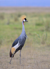 Gray (grey, or African) crowned crane (Balearica regulorum) near savanna lake, Amboseli National Park, Kenya.