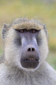 Yellow baboon (Papio cynocephalus) male portrait, Amboseli National park, Kenya.