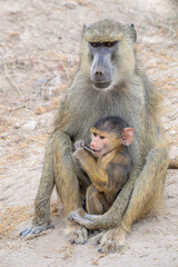 Yellow baboon (Papio cynocephalus) female with babies, Amboseli National park, Kenya.