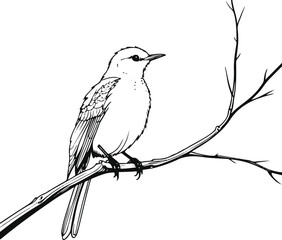 Bird sitting on branch bold outline black line art thick contour drawing white background