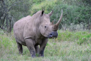 Fototapeta premium White or square-lipped rhinoceros (Ceratotherium simum), Lake Nakuru National Park, Kenya.