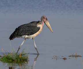 marabou stork (Leptoptilos crumenifer) feeding in shallow water, Lake Nakuru National Park, Kenya.