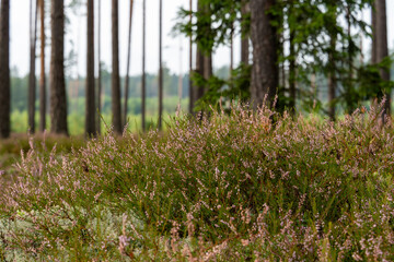 Blooming Heather on the Floor of a Pine Forest in Autumn