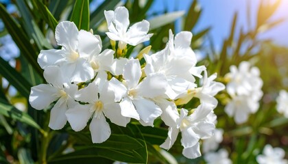 Fototapeta premium Delicate White Oleander Blooms Radiating Serenity in a Summer Garden Scene