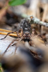 Macro Portrait of a Wolf Spider on the Forest Floor