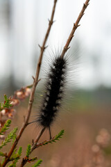 Macro of a Hairy Black Caterpillar on a Heather Stem in Autumn