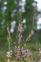 Delicate Spider Web on Blooming Heather Flowers in a Forest