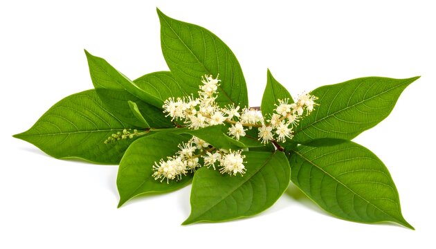 Delicate cluster of japanese knotweed blossoms with verdant leaves arrangement