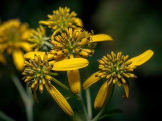 Wildflowers in the morning photographing in the city park