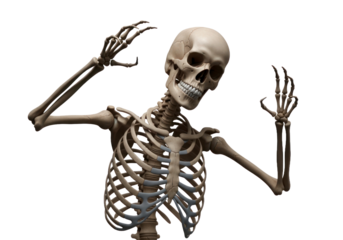 A detailed 3D model of a human skeleton, posed in a curious and expressive manner against a stark Transparent background.