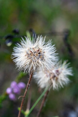 Fluffy White Seed Head of a Wildflower in an Autumn Meadow