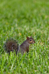 Squirrel sitting in green grass in park