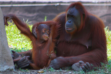 A female orangutan and her child are sitting playing together in the grass