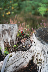 Resilient Lingonberry Plant with Red Berries Growing on an Old Tree Stump