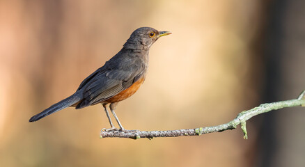 Rufous-rumped Thrush (Turdus rufiventris) is a common bird in South America and the best known of all thrushes, identified by the rust-colored belly and its melodious song. Sabiá laranjeira
