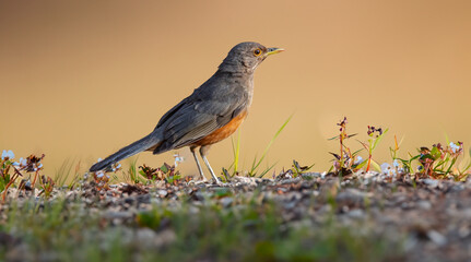 Rufous-rumped Thrush (Turdus rufiventris) is a common bird in South America and the best known of all thrushes, identified by the rust-colored belly and its melodious song. Sabiá laranjeira