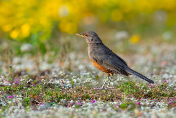 Rufous-rumped Thrush (Turdus rufiventris) is a common bird in South America and the best known of all thrushes, identified by the rust-colored belly and its melodious song. Sabiá laranjeira