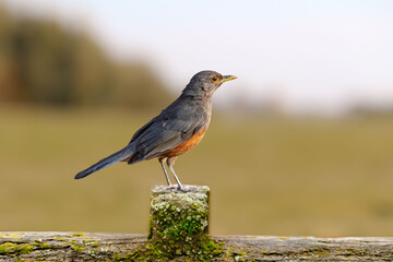 Rufous-rumped Thrush (Turdus rufiventris) is a common bird in South America and the best known of all thrushes, identified by the rust-colored belly and its melodious song. Sabiá laranjeira
