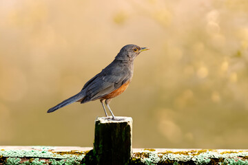 Rufous-rumped Thrush (Turdus rufiventris) is a common bird in South America and the best known of all thrushes, identified by the rust-colored belly and its melodious song. Sabiá laranjeira