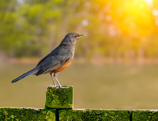 Rufous-rumped Thrush (Turdus rufiventris) is a common bird in South America and the best known of all thrushes, identified by the rust-colored belly and its melodious song. Sabiá laranjeira
