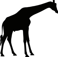 Fototapeta premium elegant giraffe silhouette a serene graphic of african savanna grace, isolated on transparent background