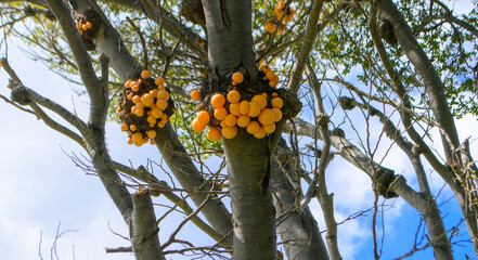 Hongos en arbol