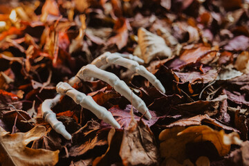 Creepy Skeleton Hand Emerging From Autumn Leaves. Bony hands in autumn leaves. Scary autumn atmosphere. Bony hands of a skeleton in crimson and brown leaves. 