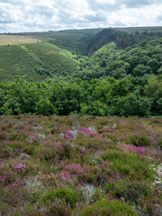 early blooming heather and moors of exmoor