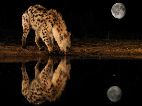 Spotted hyena drinks from waterhole at night with full moon and reflection creating dramatic wildlife scene