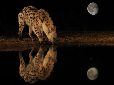 Spotted hyena drinks from waterhole at night, reflected in water under full moon in African wilderness
