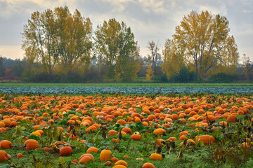Autumn Pumpkin Patch Misty Morning. Pumpkins on the farm pumpkin patch ready for Halloween.
