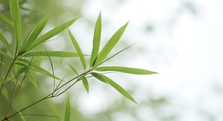 Obraz premium Close up of vibrant green bamboo leaves against a soft blurred background nature plant
