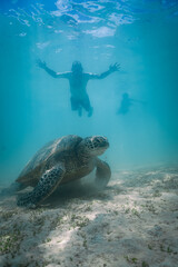 Fototapeta premium Snorkeling with Wild Hawaiian Green Sea Turtles in Hawaii 