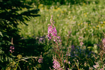 purple flowers in the meadow