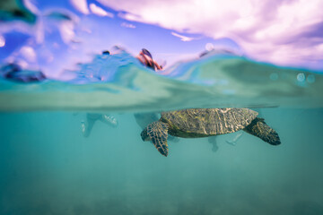 snorkeling with wild Hawaiian Green Sea Turtles off the shore in Waikiki