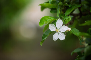 apple tree flowers
