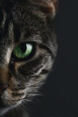 Mystical Gaze: An intense close-up showcases a cat's piercing green eye, offering a captivating glimpse into feline allure and enigmatic gaze against a dark background.