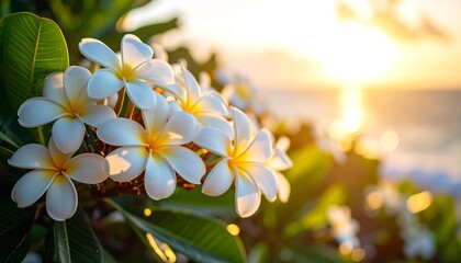 Elegant plumeria flowers blooming at sunset with soft natural light enhancing beauty