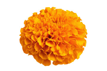 A large orange flower with a yellow center
