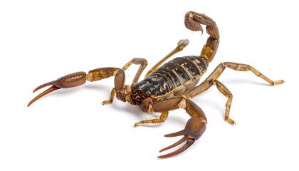 A scorpion against a plain white background
