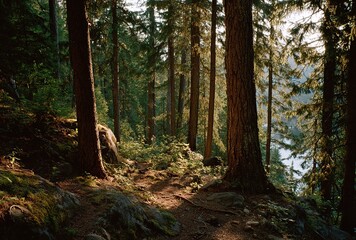 Fototapeta premium Forest Trail and Lake - Natural Landscape with Sunlight Through Coniferous Forest